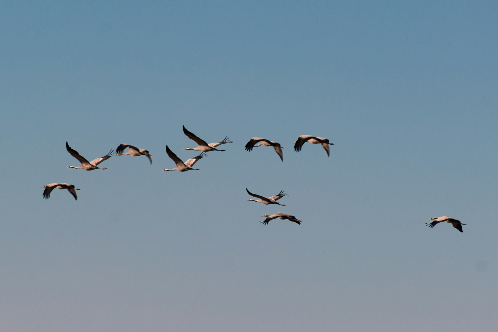 The Berkeley Pit’s Grim Legacy: How a Montana Man Fights to Save Migratory Birds from a Toxic Lake