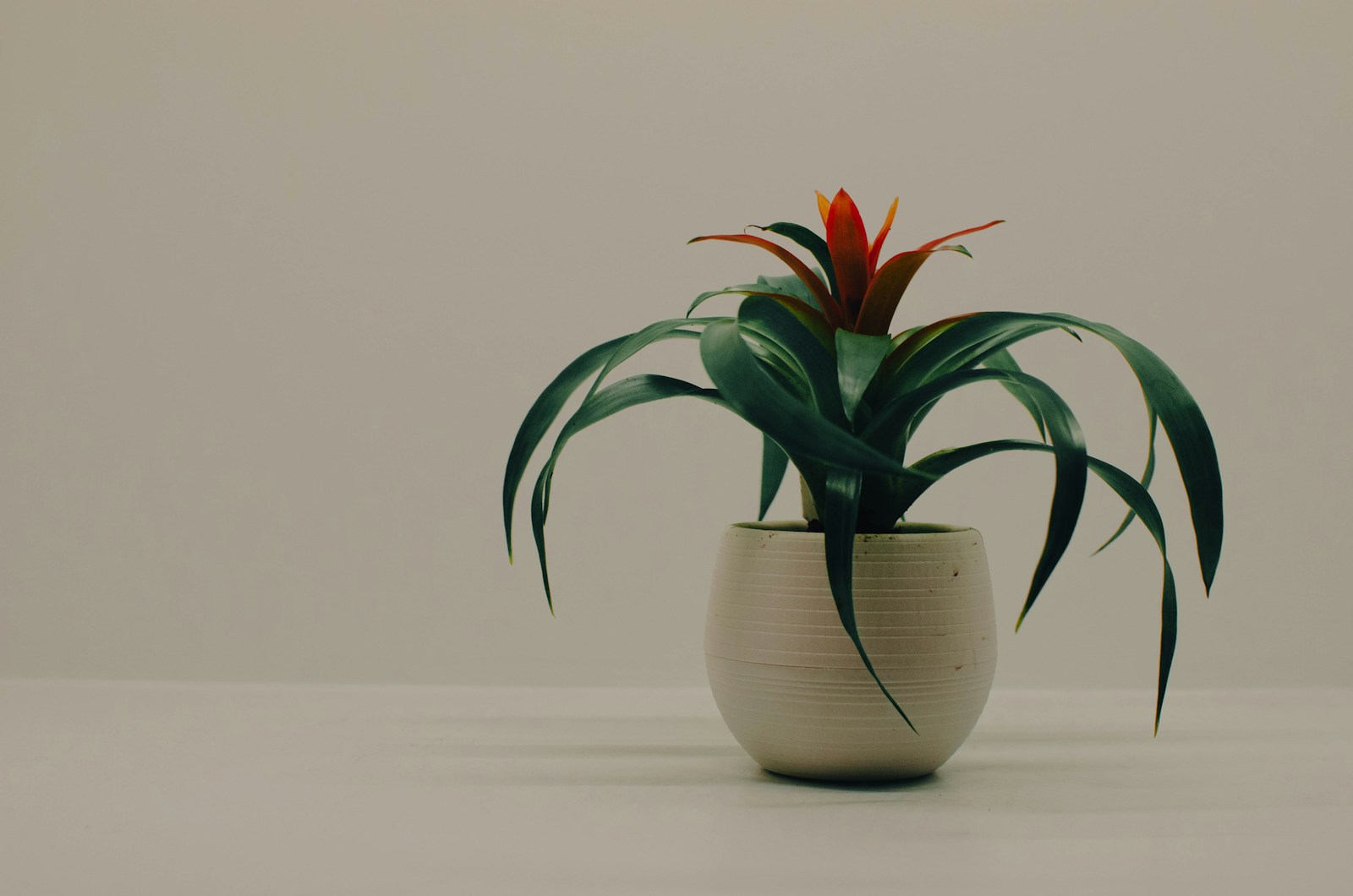 Unkillable Houseplants: Your Ultimate Guide to a Thriving Indoor Jungle, Even for Absolute Beginners!